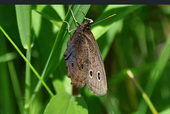 common-wood-nymph2 585-width