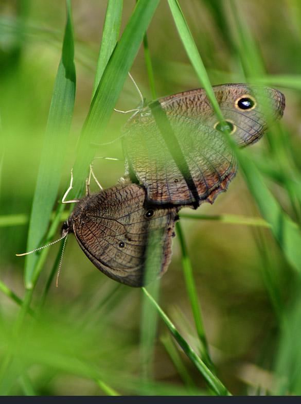 common-wood-nymph 585-width