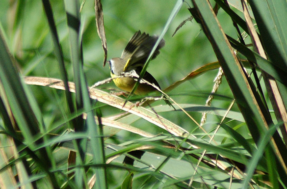 common-yellowthroat4