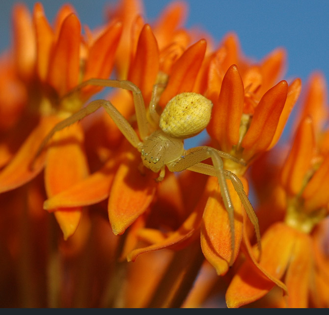 crab-spider1