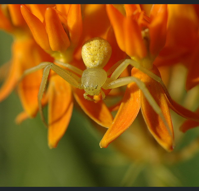 crab-spider2