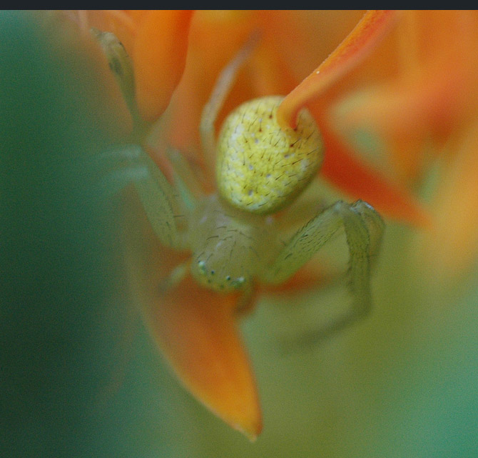 crab-spider3