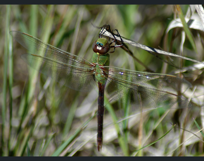 dragonfly2