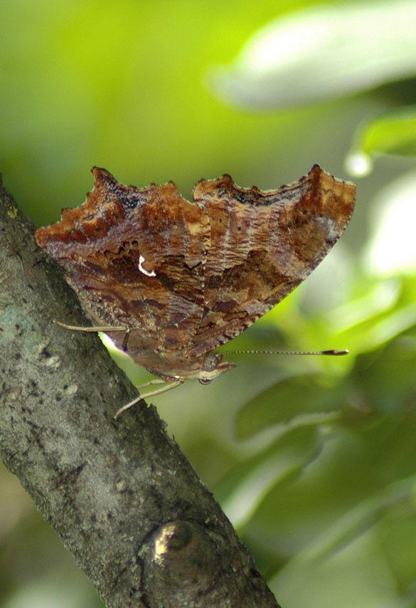 eastern-comma 585-width