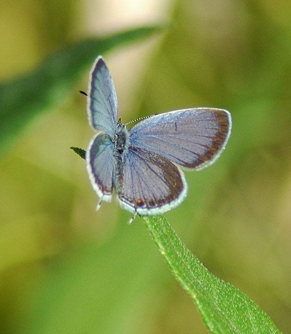 eastern-tailed-blue 585-width