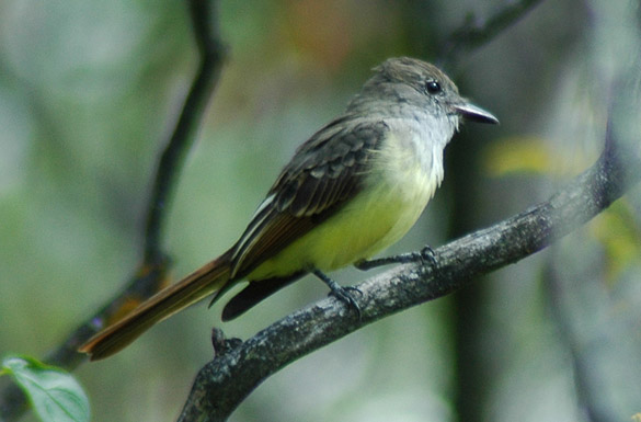 flycatcher1