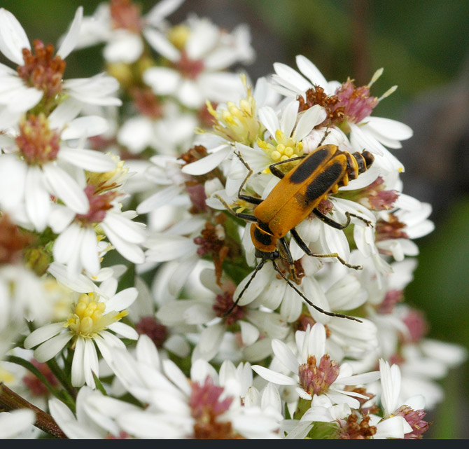 goldenrod-soldier-beetle1