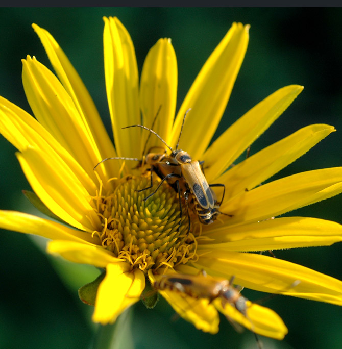 goldenrod-soldier-beetle3