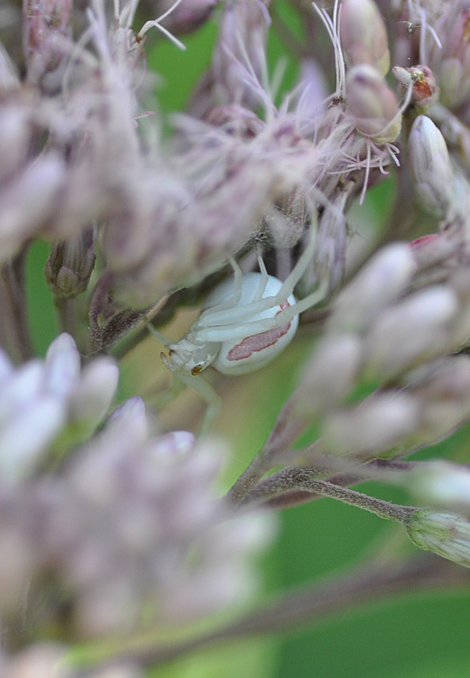 goldenrod-spider