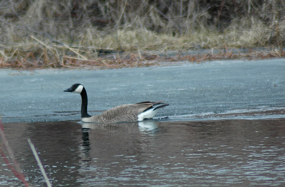 goose5