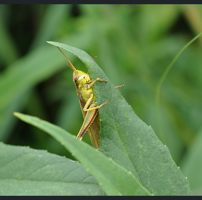 grasshopper348998ef655