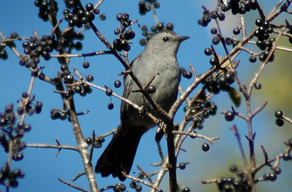 gray-cat-bird