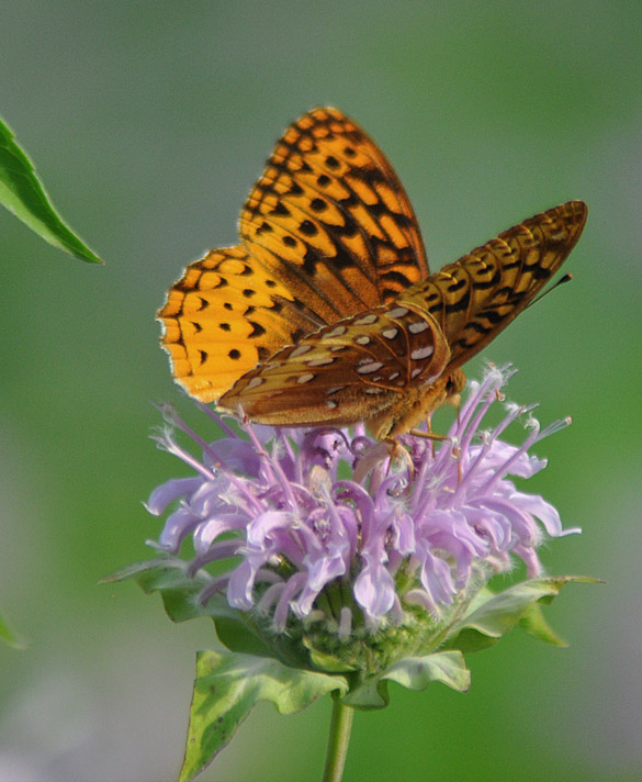 great-spangled-fritillary 585-width