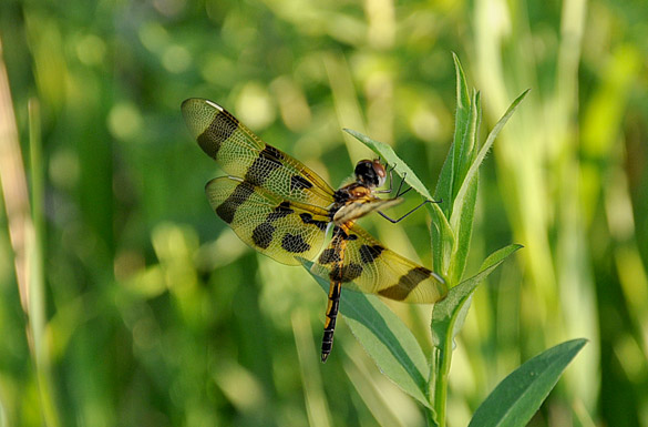 halloween-pennant11