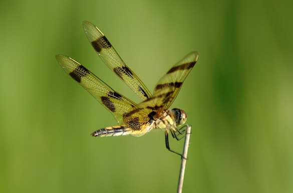 halloween-pennant2