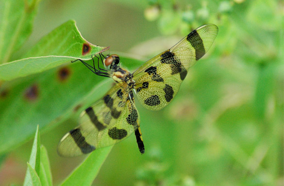 halloween-pennant4