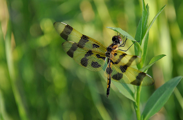 halloween-pennant5