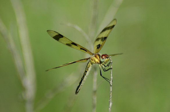 halloween-pennant7