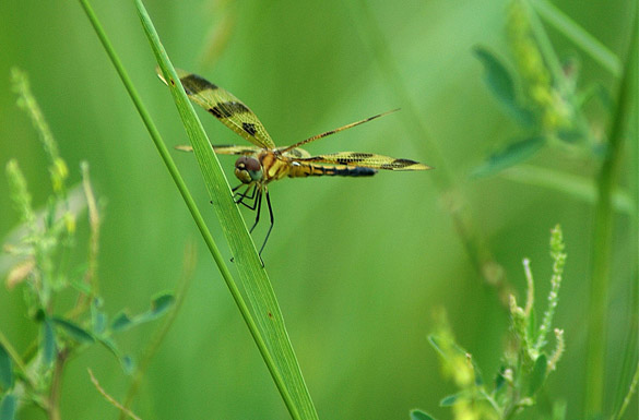 halloween-pennant8