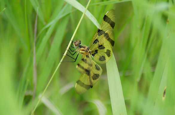 halloween-pennant9