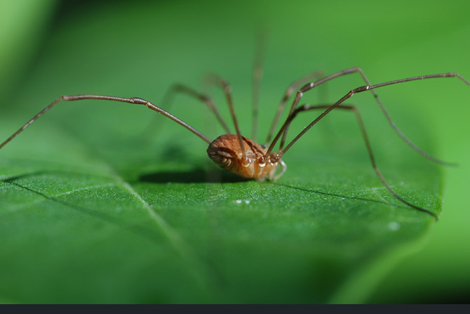 harvestman-spider1