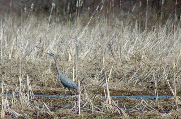 heron2