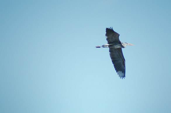 heron3