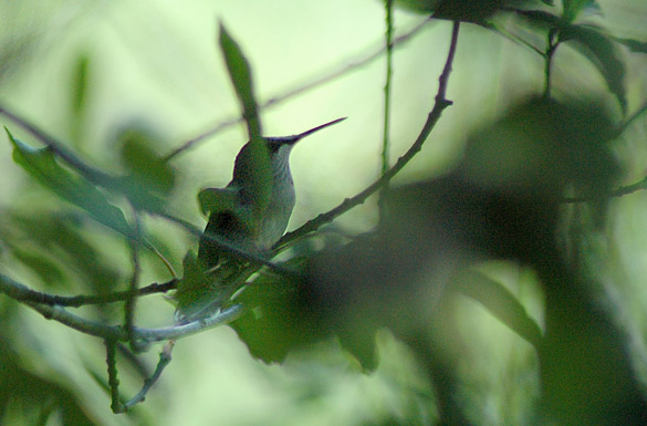 hummingbird2