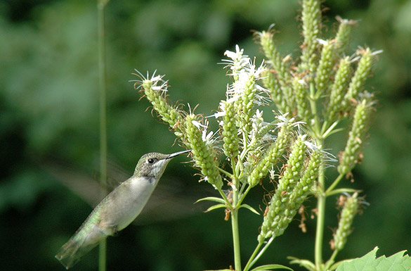 hummingbird4