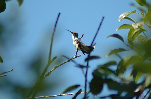 hummingbird5