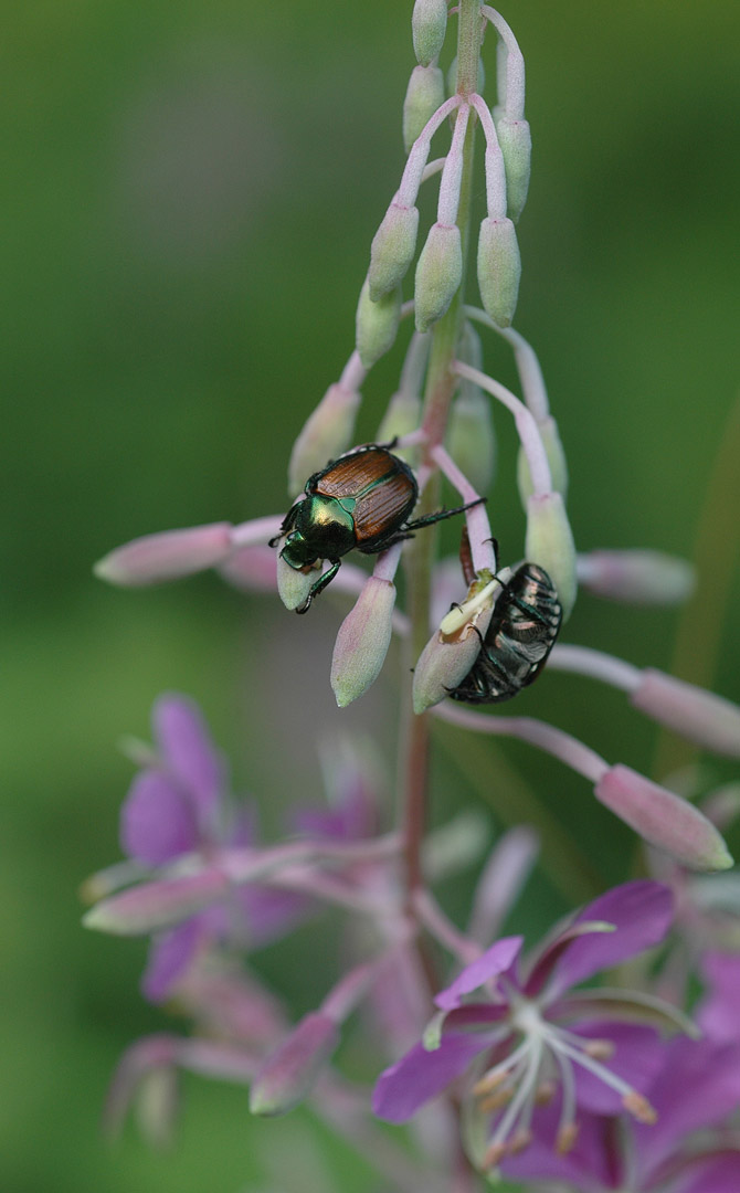 japanese-beetle