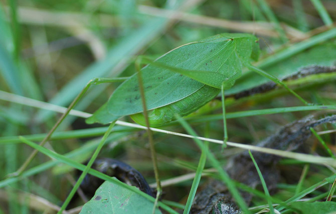 katydid