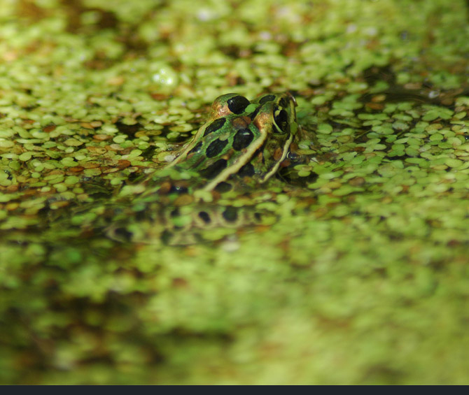 leopard-frog13566f9b381