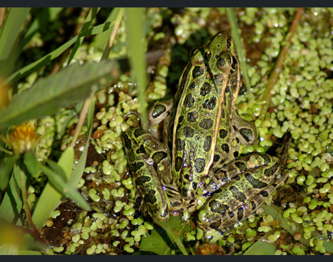 leopard-frog3