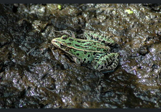 leopard-frog5