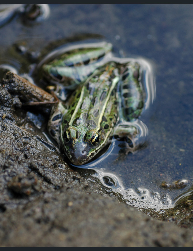 leopard-frog6