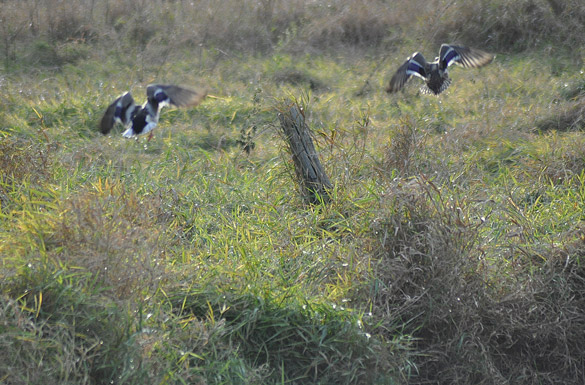 mallard-pair