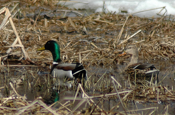 mallard-pair2