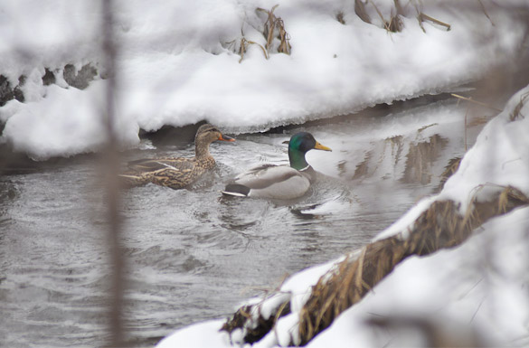 mallard-pair3