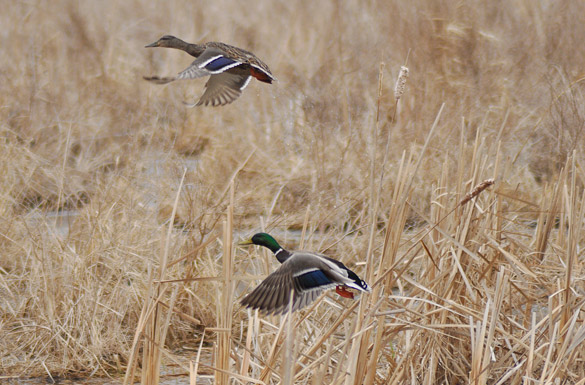 mallard-pair4