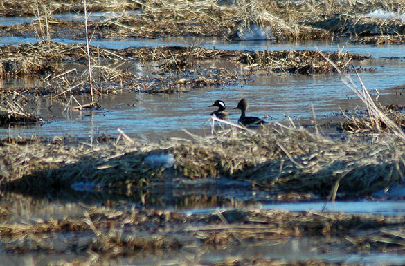 merganser1