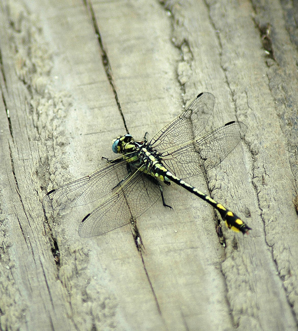 midland-clubtail