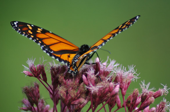 monarch-male2d1b6e6ed0f