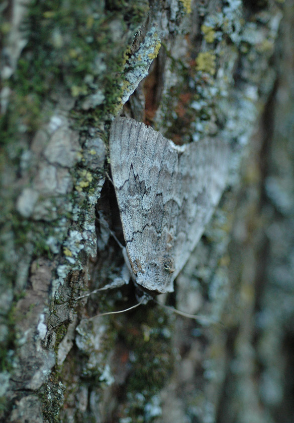 moth1 585-widtcfd1a8469c