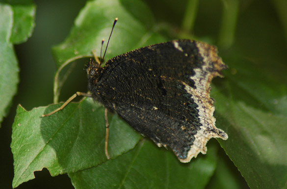 mourning-cloak1