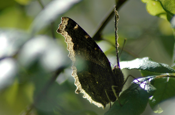 mourning-cloak2