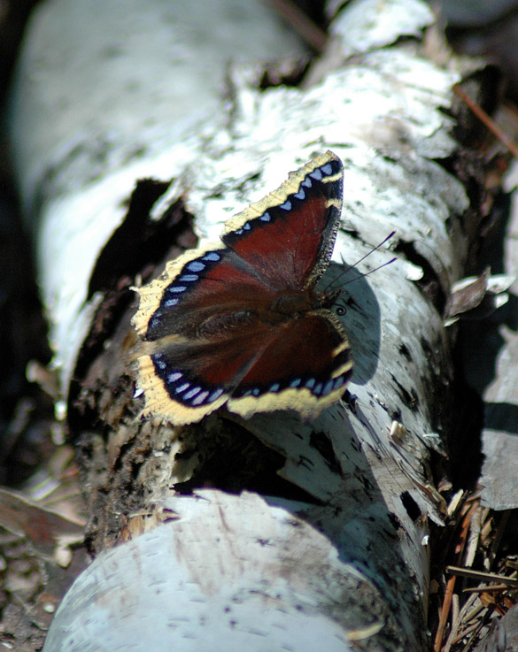 mourning-cloak 585-width