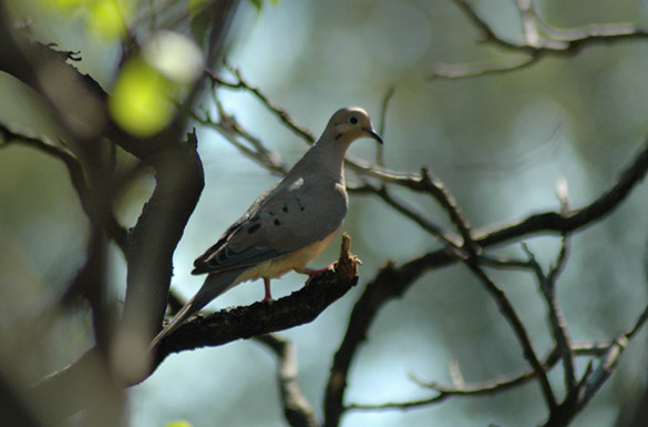 mourning-dove1