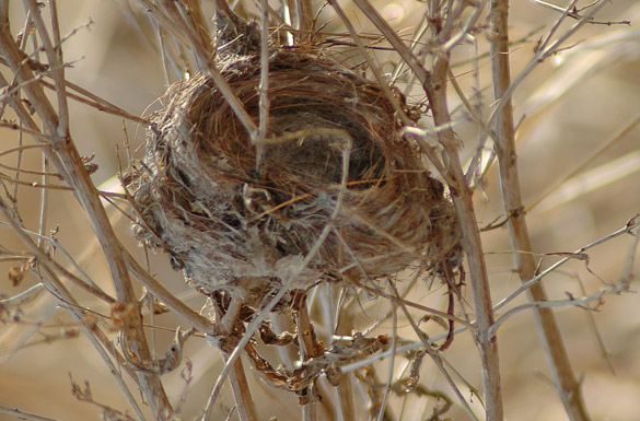 nest2