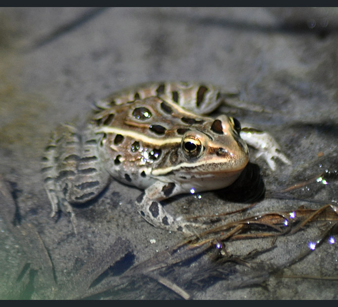 northern-leopard-frog6